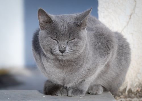Free A peaceful gray cat basking in the sun on a porch in Tunisia. Stock Photo
