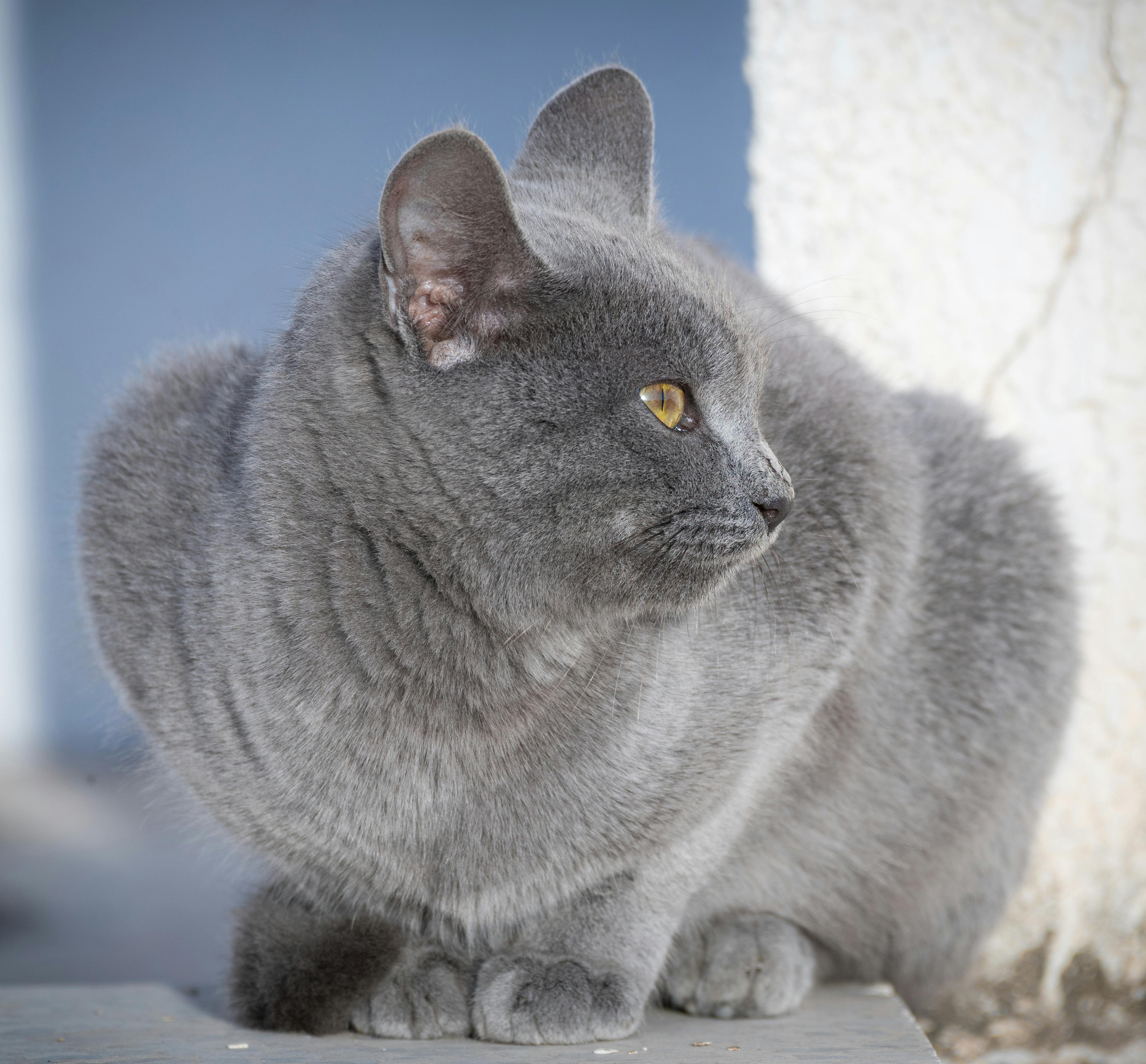 Chartreux