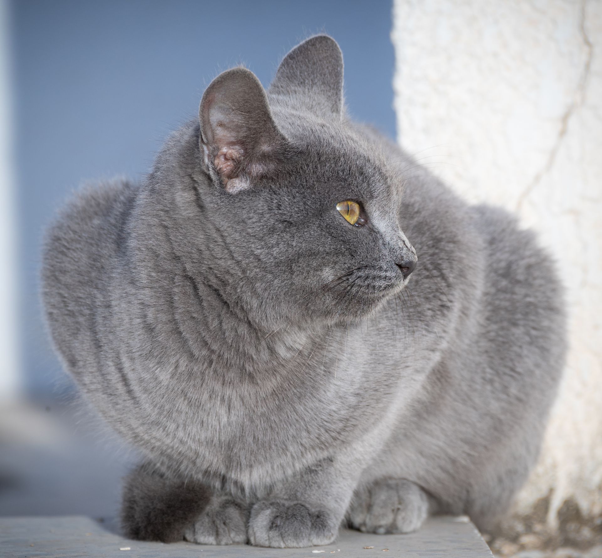 A close-up side view of a Chartreux cat with golden eyes sitting outdoors. Captured in Tunisia.