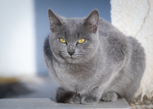 Free A serene grey cat sitting outdoors in Tunisia, beautifully captured in natural light. Stock Photo