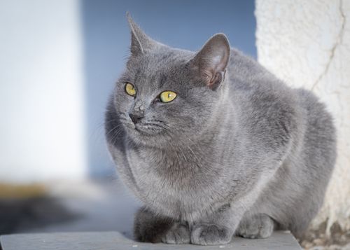 Free A serene image of a gray cat resting outside under sunlight, showcasing its distinct yellow eyes. Stock Photo