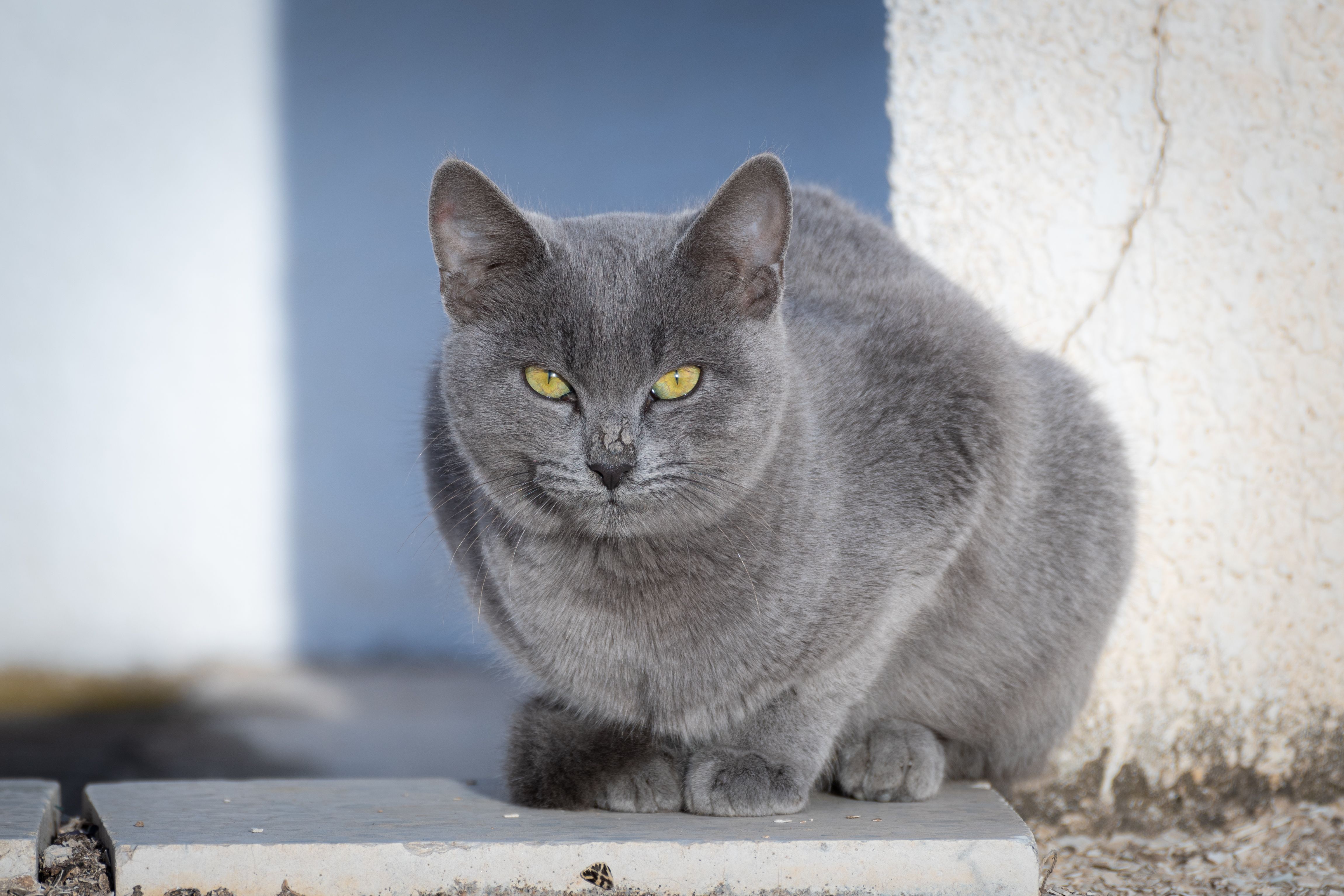 Close-up of a Grey Cat with Yellow Eyes on a Stone · Free Stock Photo
