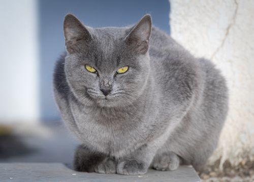 Free A close-up image of a gray cat with striking yellow eyes, sitting outdoors in Tunisia. Stock Photo