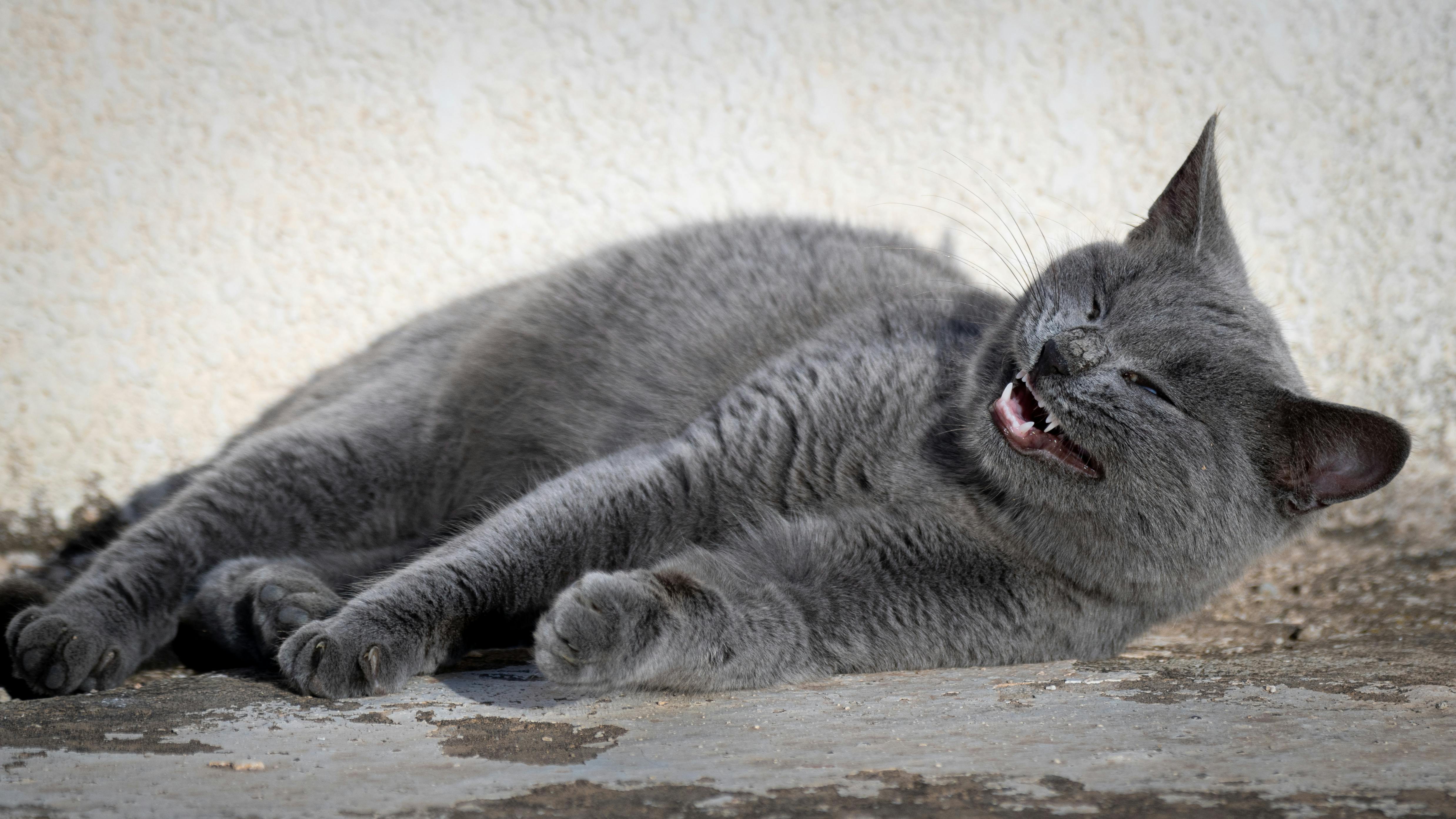 A grey cat relaxing and smiling while basking in the warm sunlight outdoors. Captured in Tunisia.