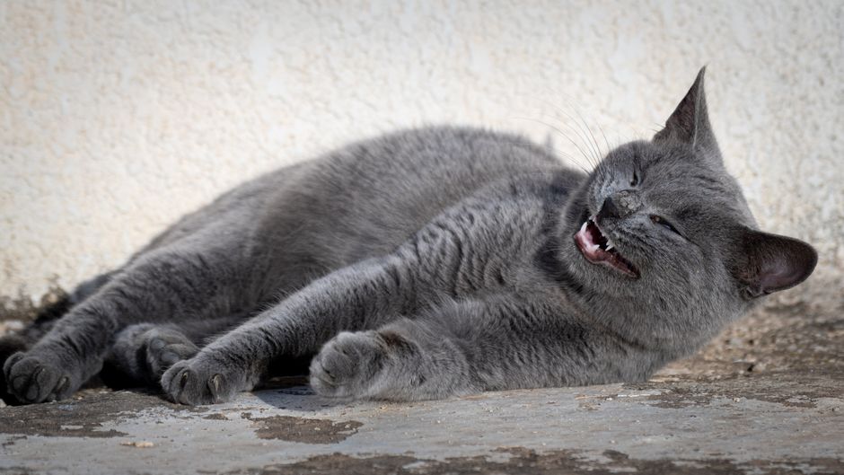 A grey cat relaxing and smiling while basking in the warm sunlight outdoors. Captured in Tunisia.
