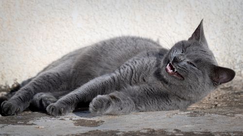 Free A grey cat relaxing and smiling while basking in the warm sunlight outdoors. Captured in Tunisia. Stock Photo