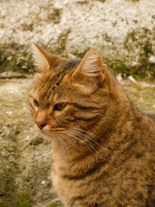 Free A beautiful tabby cat with brown fur sitting outdoors, illuminated by warm sunlight. Stock Photo