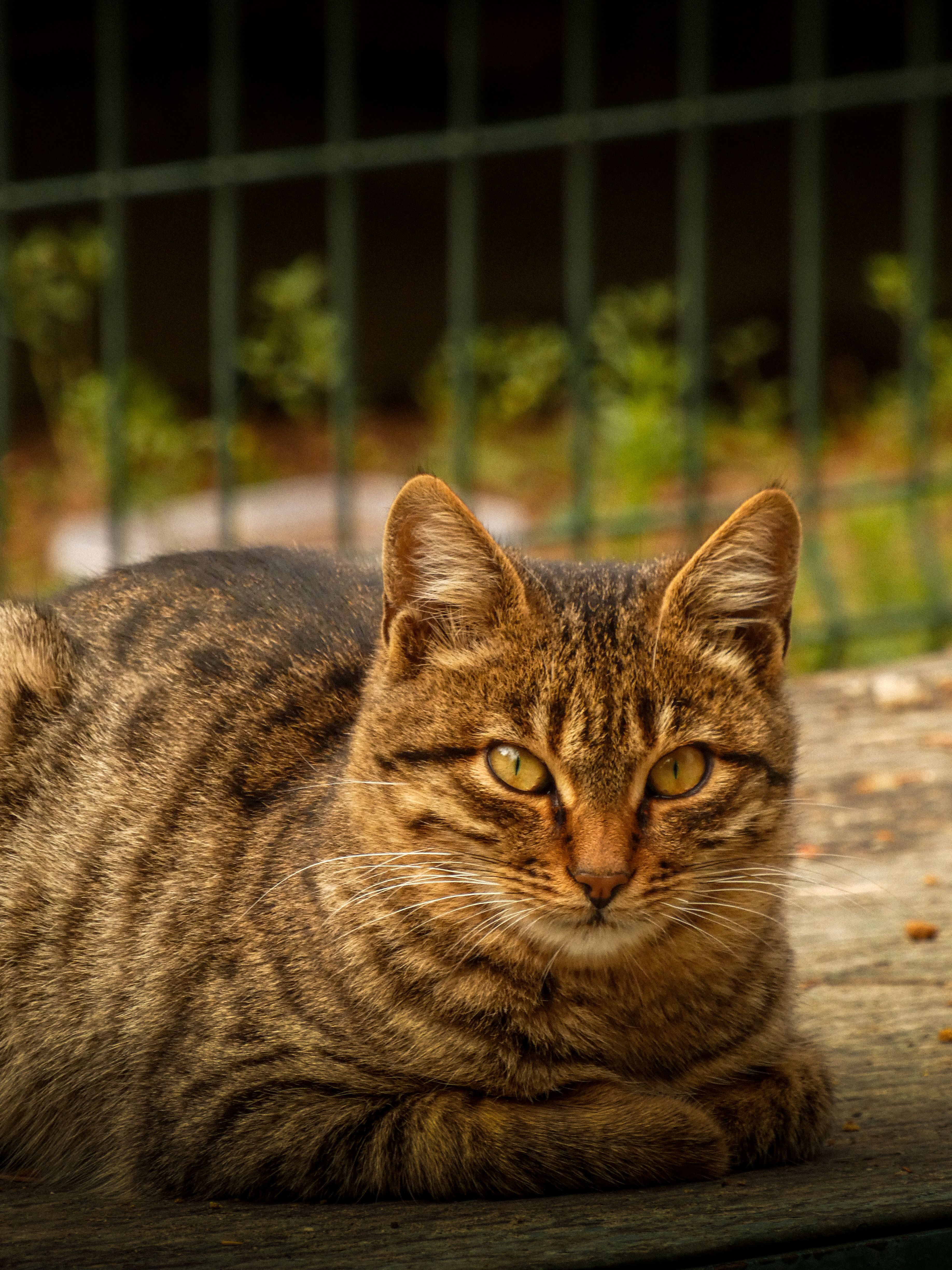 Close-up of a Tabby Cat Relaxing Outdoors · Free Stock Photo