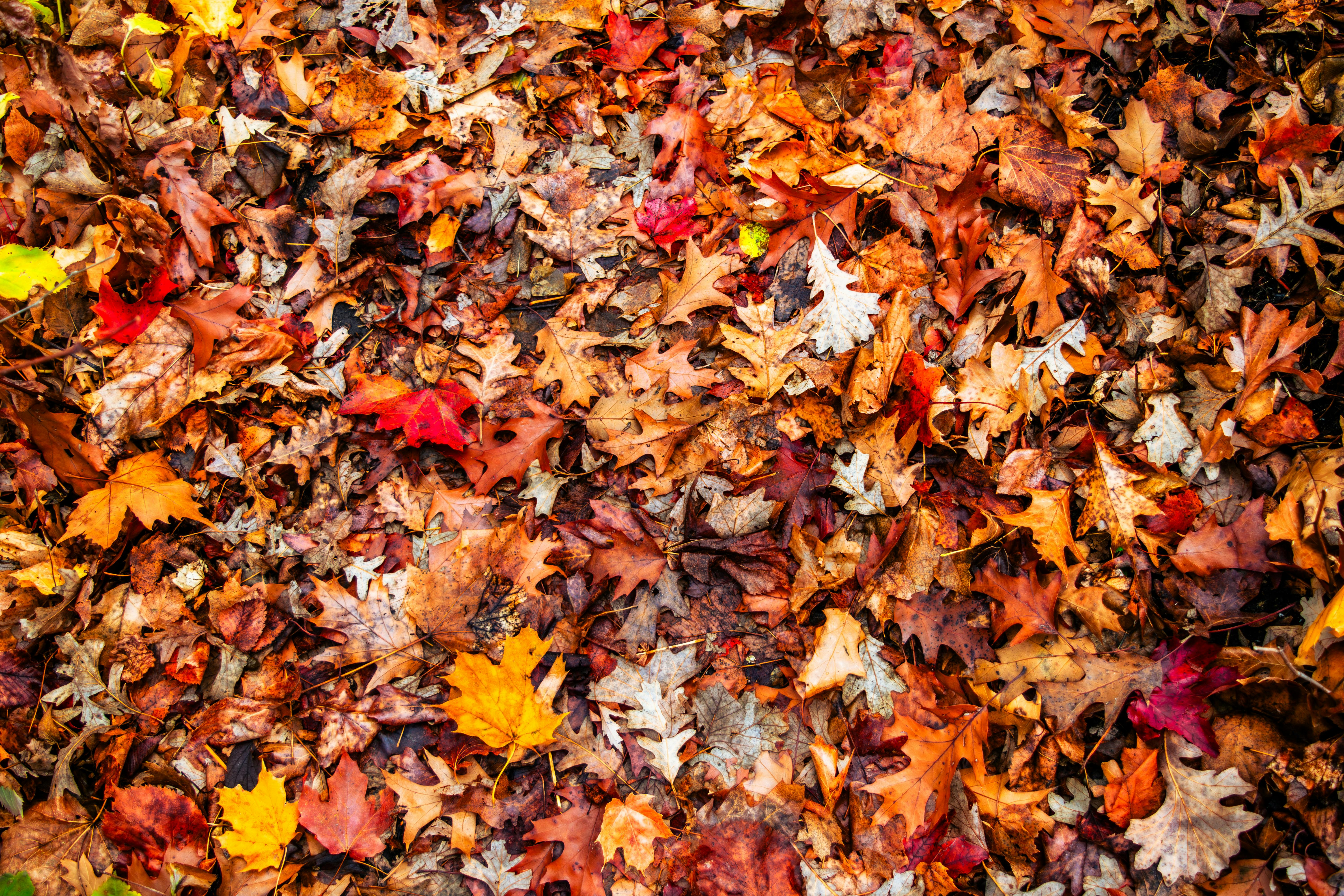 A colorful assortment of autumn leaves creates a rich, textured forest floor scene.
