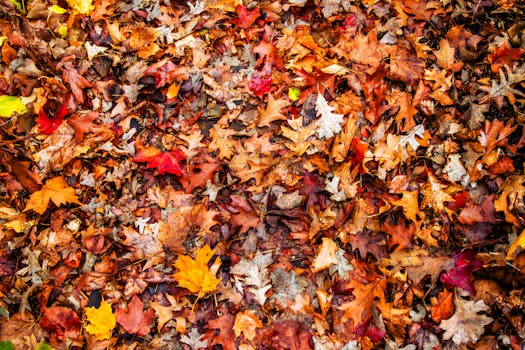 A colorful assortment of autumn leaves creates a rich, textured forest floor scene.