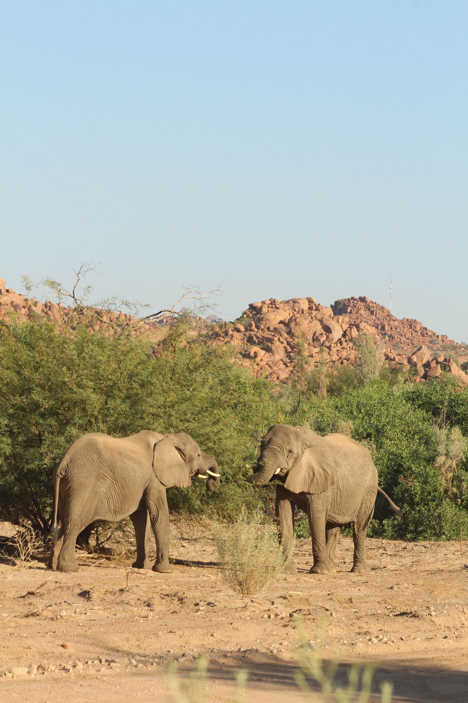 Two elephants in Namibia