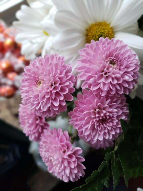 Free Selective Focus Photo of Dahlia Flowers Stock Photo