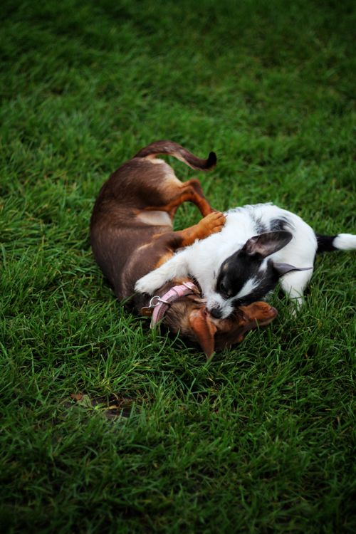 Playful Puppies Rolling in the Grass Outdoors · Free Stock Photo