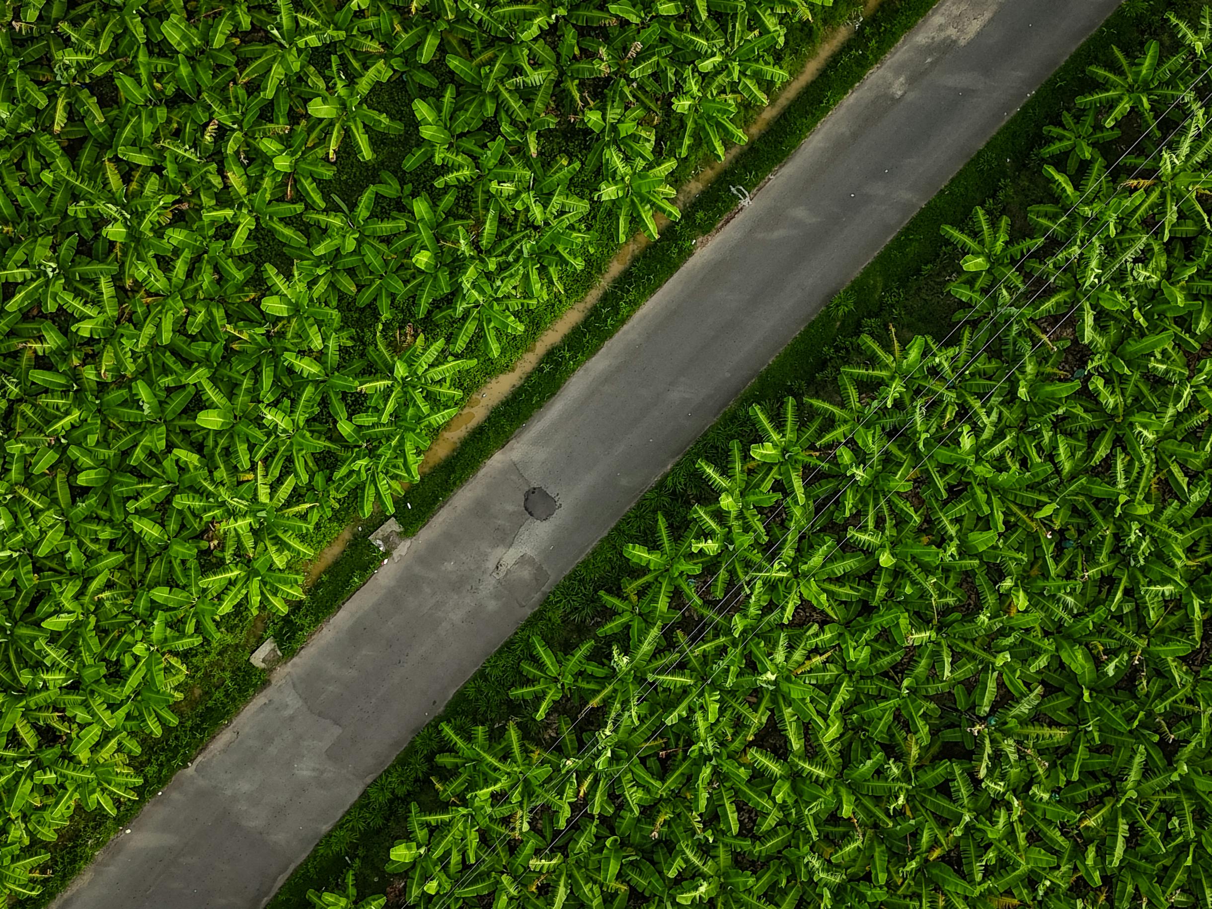 Miễn phí Ảnh chụp từ trên không một đồn điền chuối tươi tốt với một con đường cắt ngang ở Saint Lucia. Ảnh lưu trữ