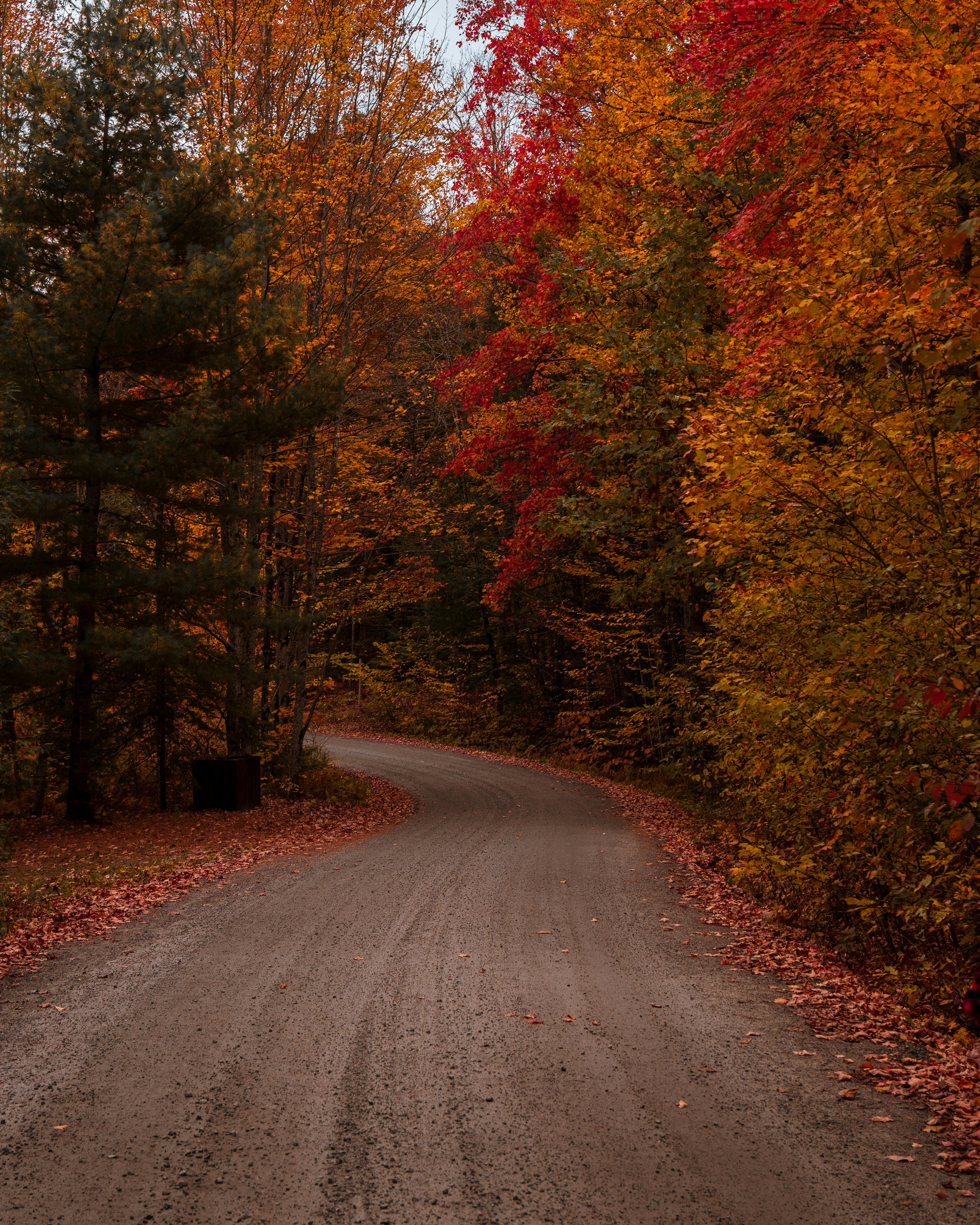Experience the vibrant fall colors along a winding road in Ontario's lush forest.