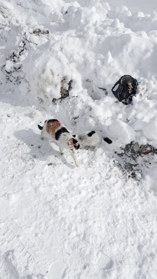 Free Two cats enjoying a playful moment in a snow-covered setting with a backpack nearby. Stock Photo