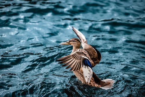 Free A mallard duck gracefully spreads its wings on a shimmering blue lake. Stock Photo