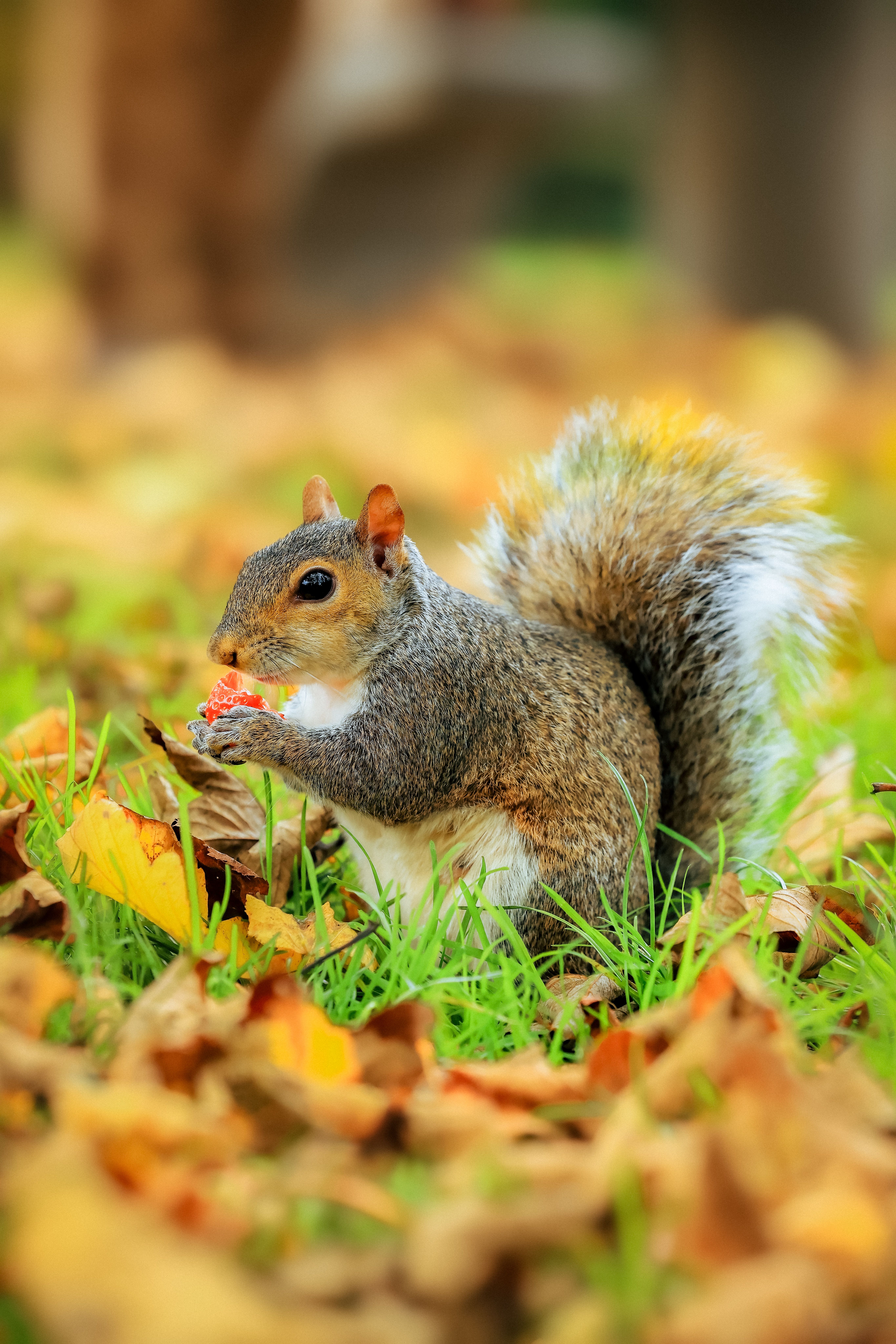 Adorable Squirrel Eating in Autumn Leaves · Free Stock Photo