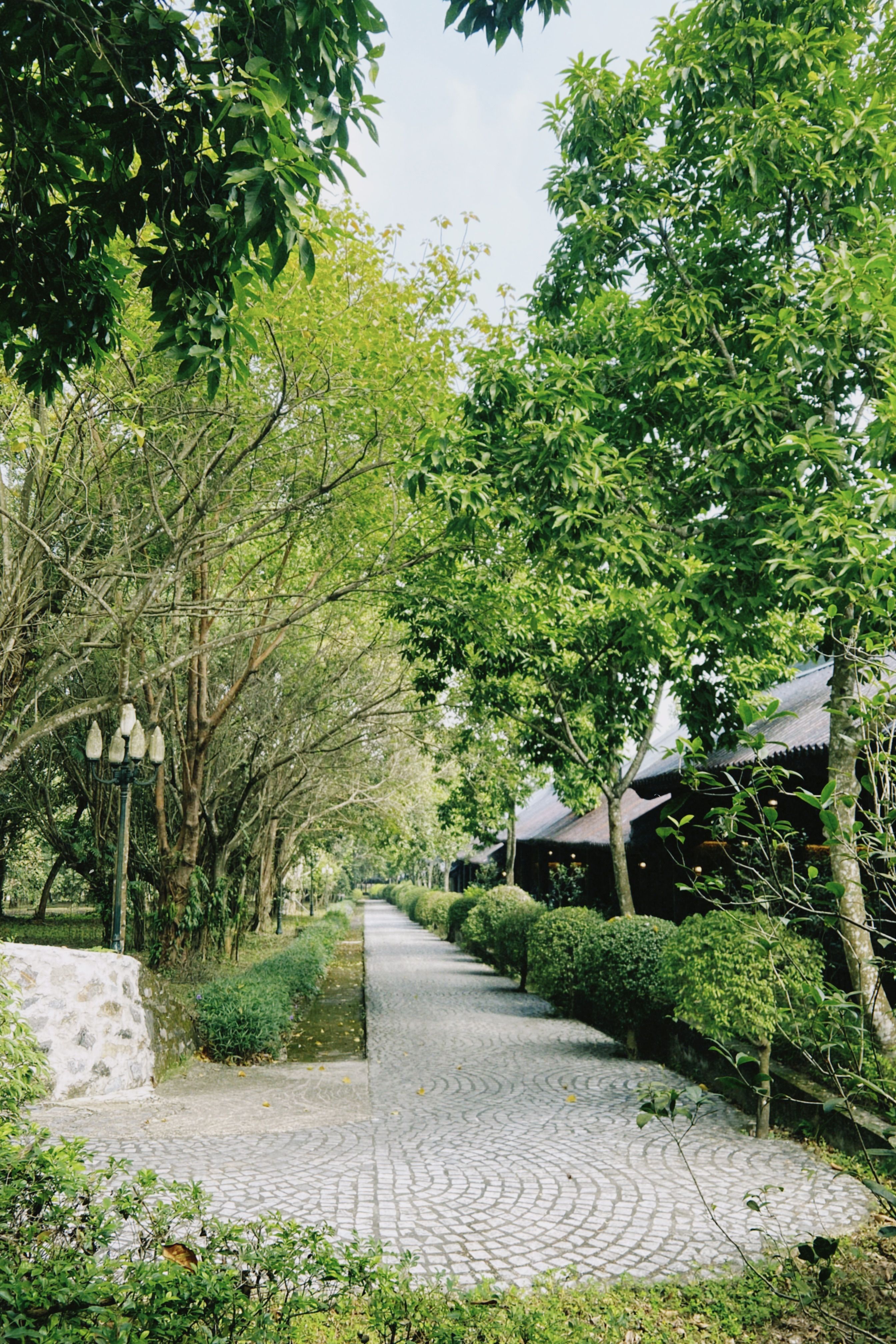 Serene Pathway Through Green Park with Trees · Free Stock Photo