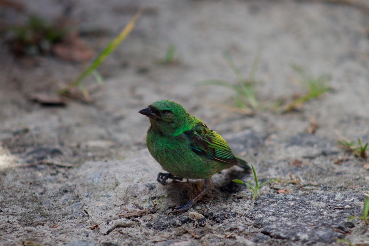 close up of a vibrant green bird standing on a natural stone surface