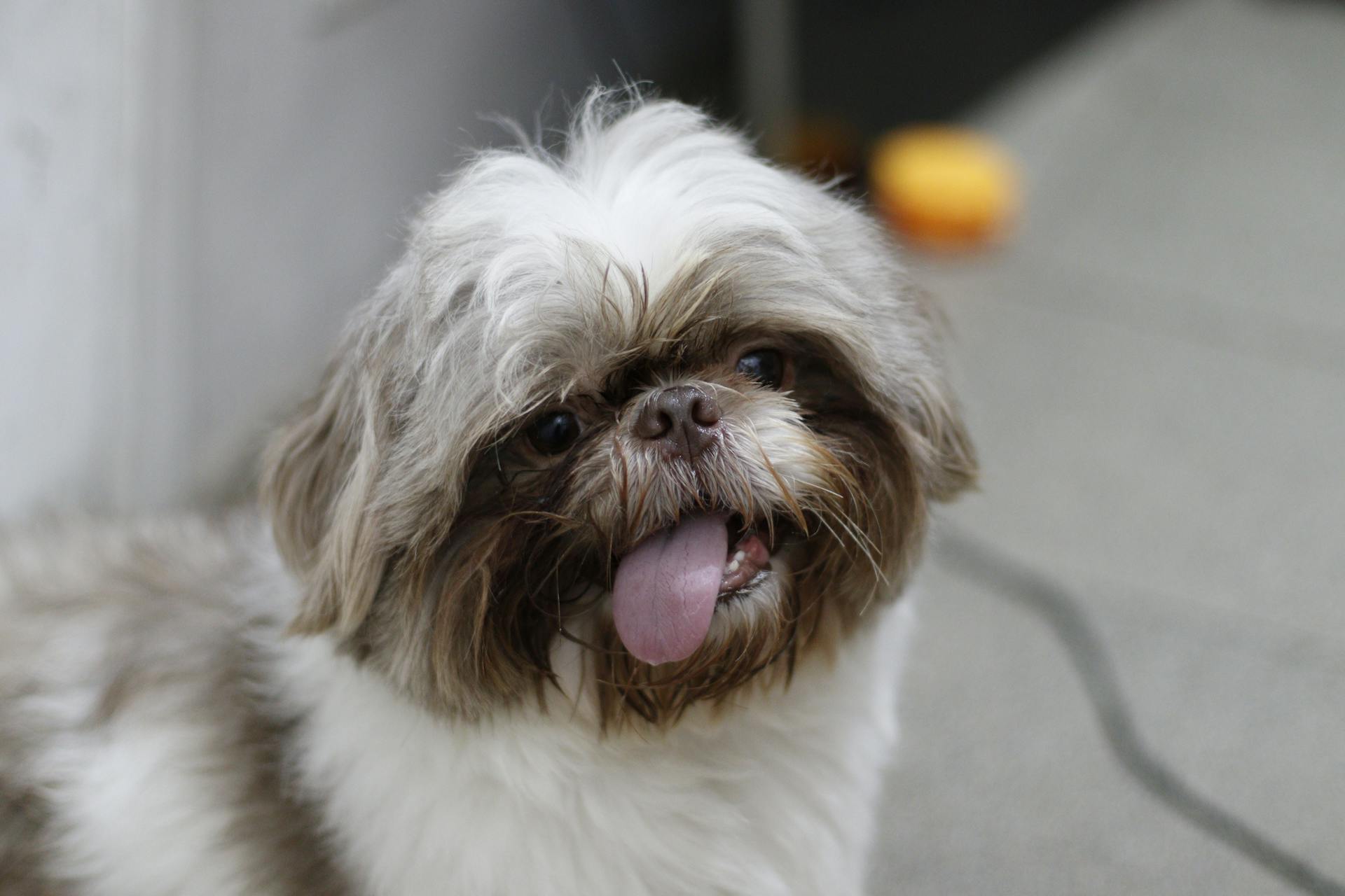 Cute Shih Tzu puppy with tongue out, showcasing playful and joyful expression indoors.