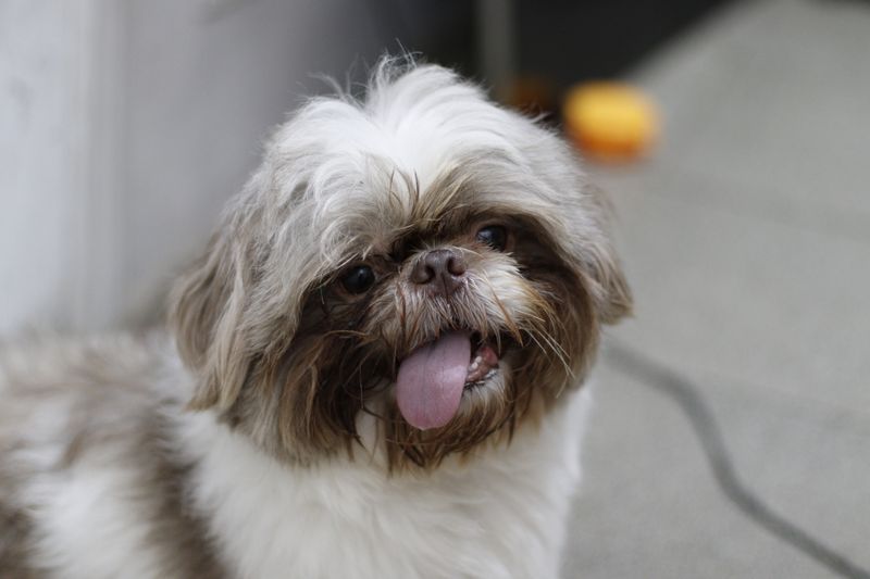 Honey - photo 1