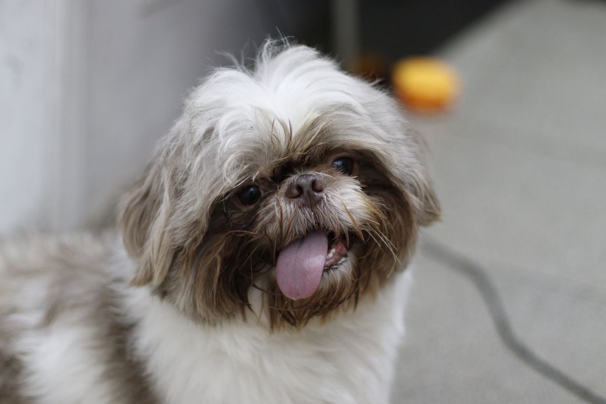 Shih Tzu dog — dental health and periodontal disease prevention in India