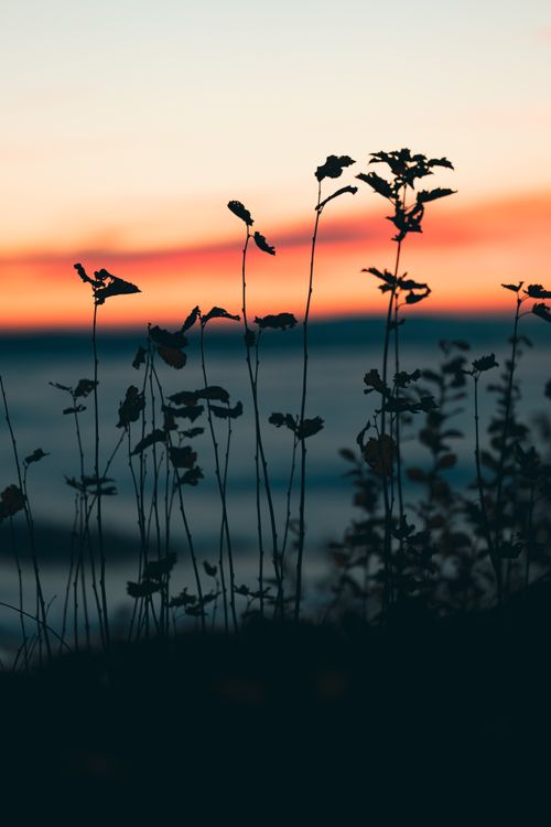Free A serene silhouette of wildflowers against a vibrant sunset sky, capturing nature's beauty. Stock Photo