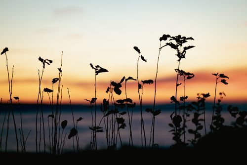 Free Silhouetted wildflowers against a breathtaking sunset sky, evoking tranquility and beauty. Stock Photo