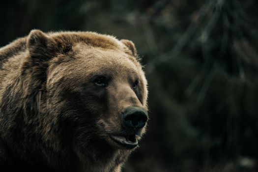 A captivating close-up of a brown bear in its natural habitat, highlighting its wild beauty.