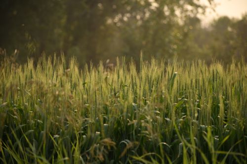 Free A tranquil grassy field in Saskatchewan, Canada, captured under soft sunlight, showcasing nature's peaceful beauty. Stock Photo
