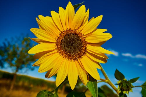 Free stock photo of beautiful, blue sky, joy