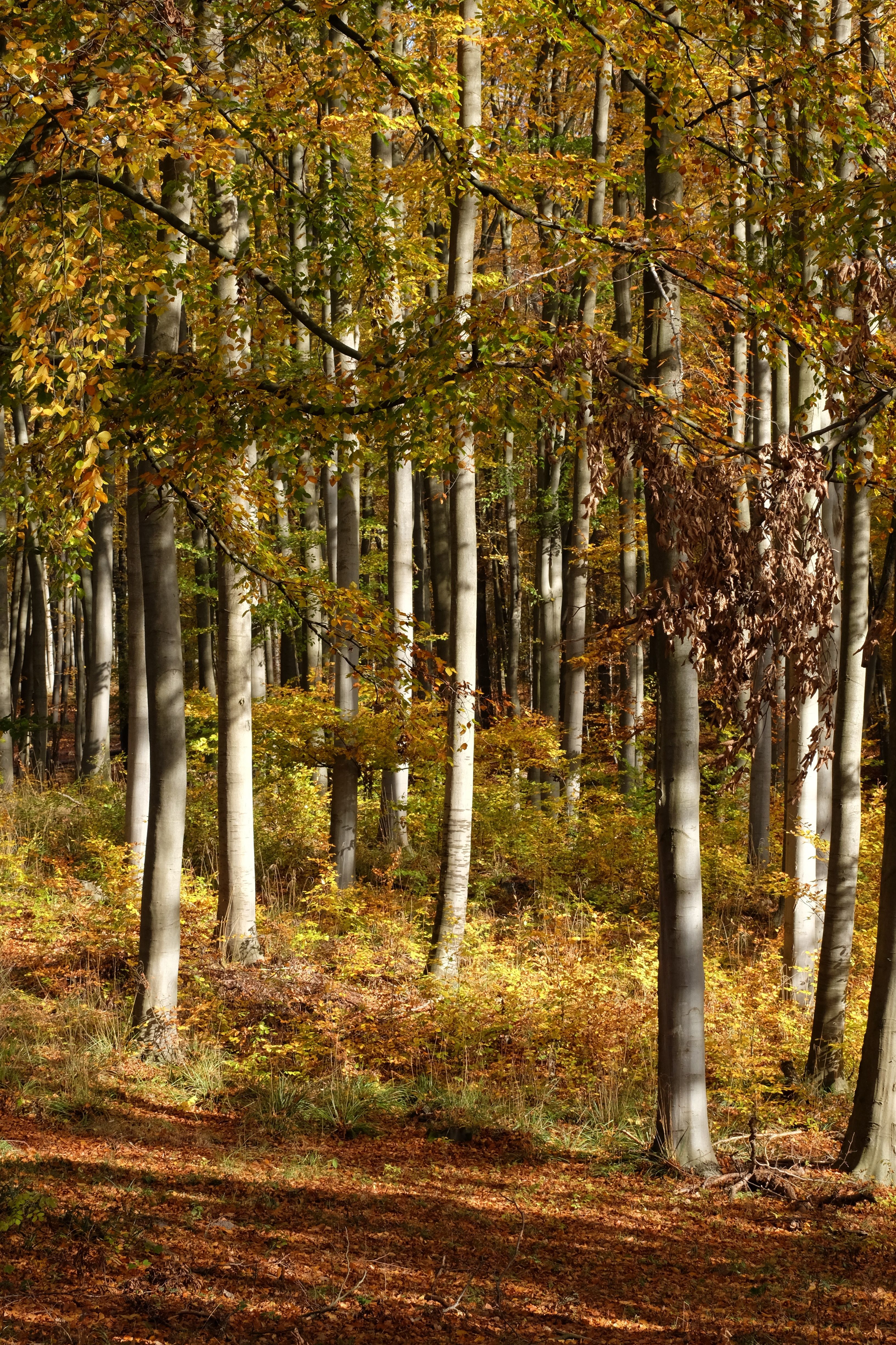 Serene Autumn Forest with Sunlit Trees · Free Stock Photo