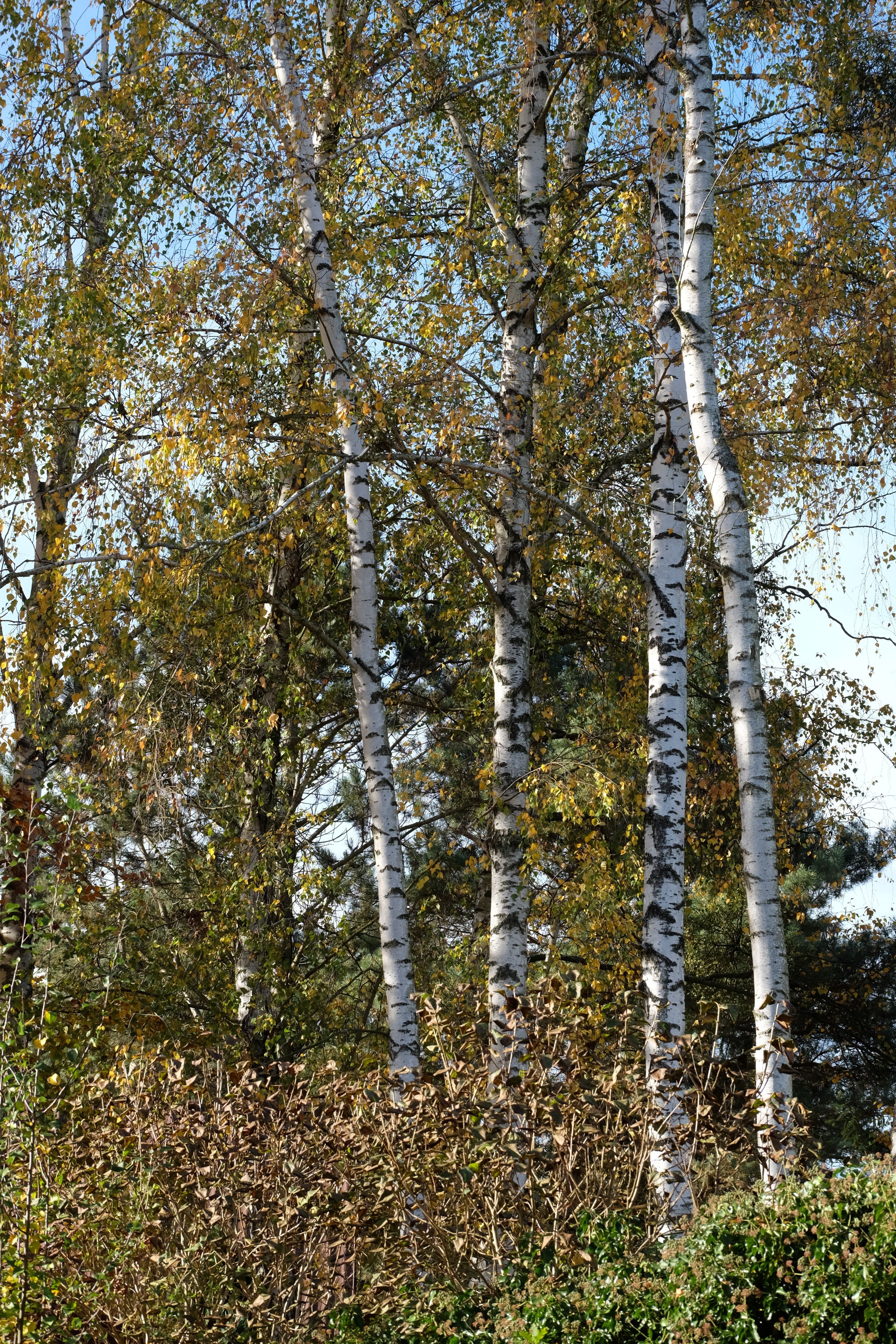 Scenic View of Birch Trees in Autumn Forest · Free Stock Photo