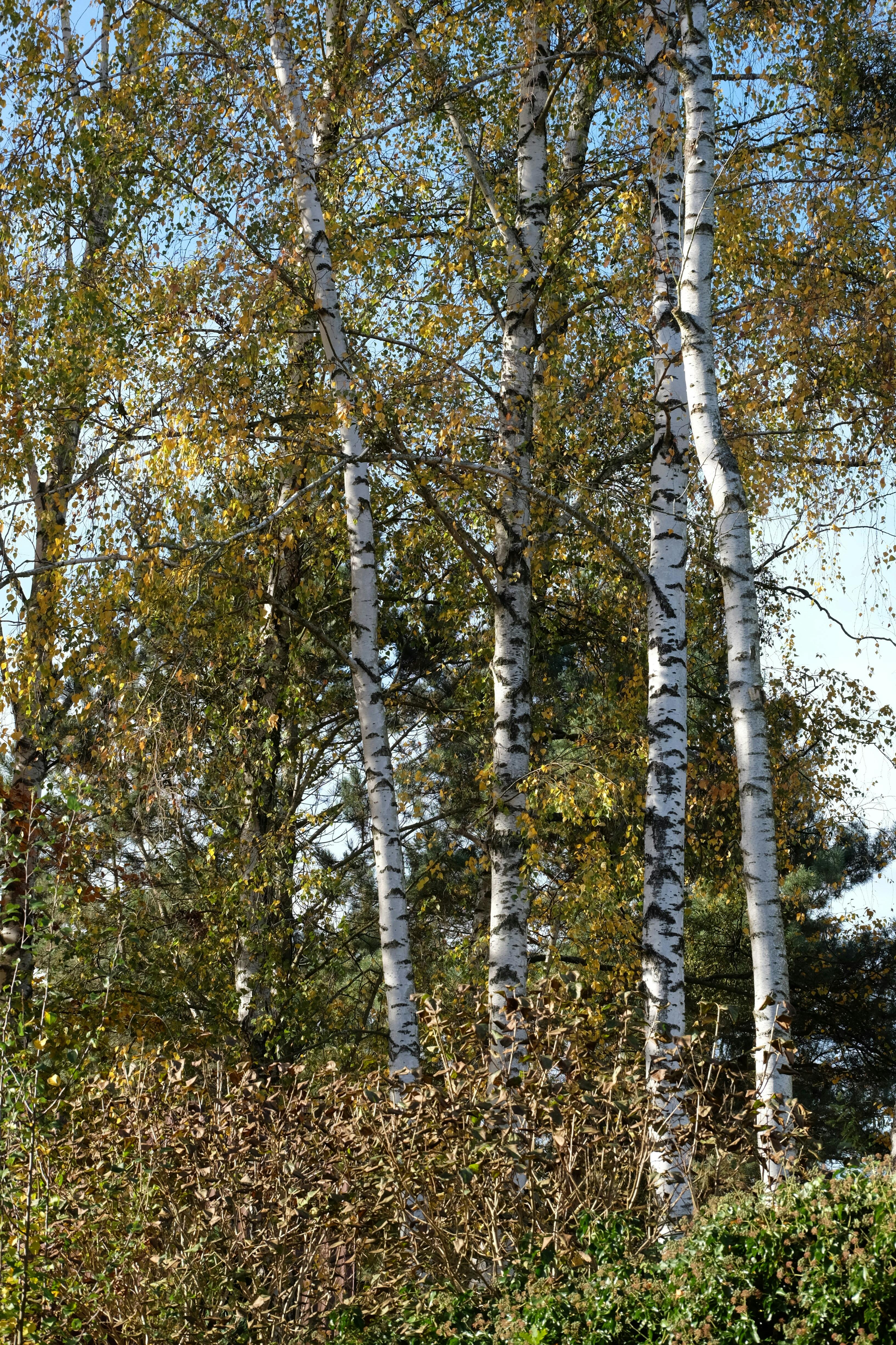 gratis Hoge berkenbomen staan sierlijk in een levendig herfstbos. Stockfoto