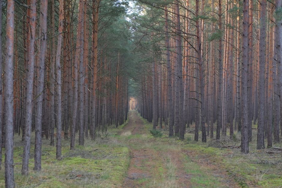 Tranquil view of a pine forest pathway under soft dawn light, capturing nature's beauty.