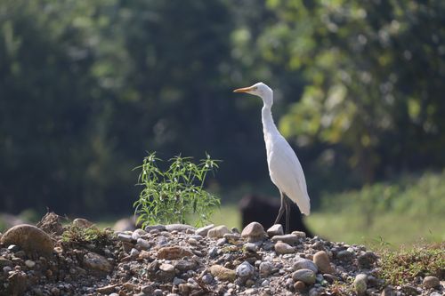Free A solitary egret perched on a rocky mound surrounded by lush greenery under the sunlight. Stock Photo