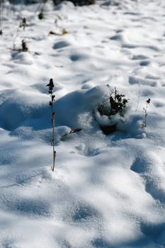 A close-up of winter snow covering plants in Talgar, Almaty Region, Kazakhstan.