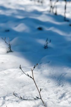 A lone branch extends from the snow-covered ground in Talgar, Almaty Region, Kazakhstan.
