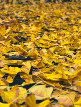 golden fallen leaves autumn