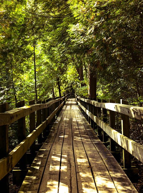 Free stock photo of forest, nature, outdoors Stock Photo