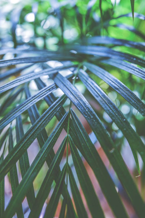 Fotografía Macro De La Planta De Palma Verde