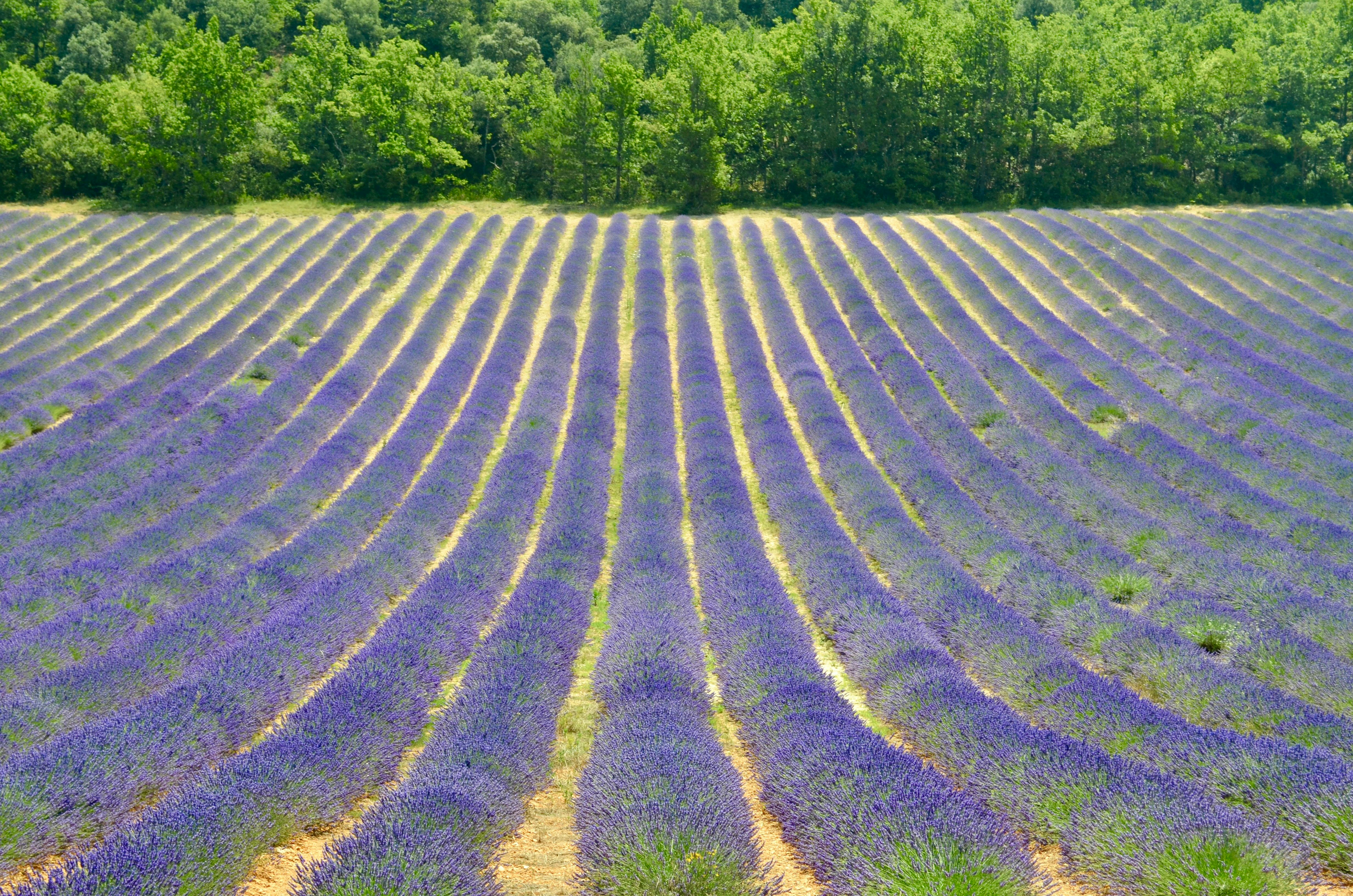 Explore the stunning rows of blooming lavender fields in Provence, France, a picturesque summer sight.