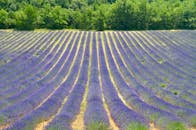 Vibrant Lavender Fields in Provence, France