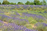 Lavender Fields in Provence, France