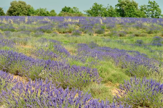 Lavender fields (mid-June to mid-July) — Provence