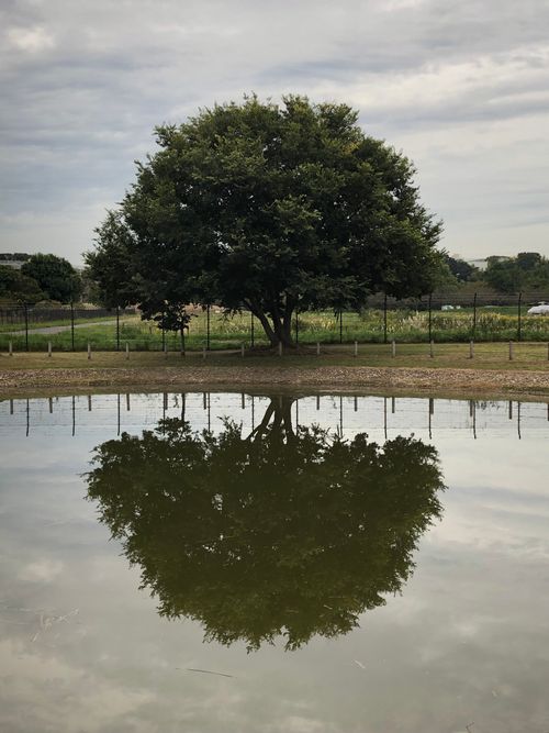 Free A lone tree reflects in a calm pond in Tokyo, Japan, offering a tranquil nature scene. Stock Photo