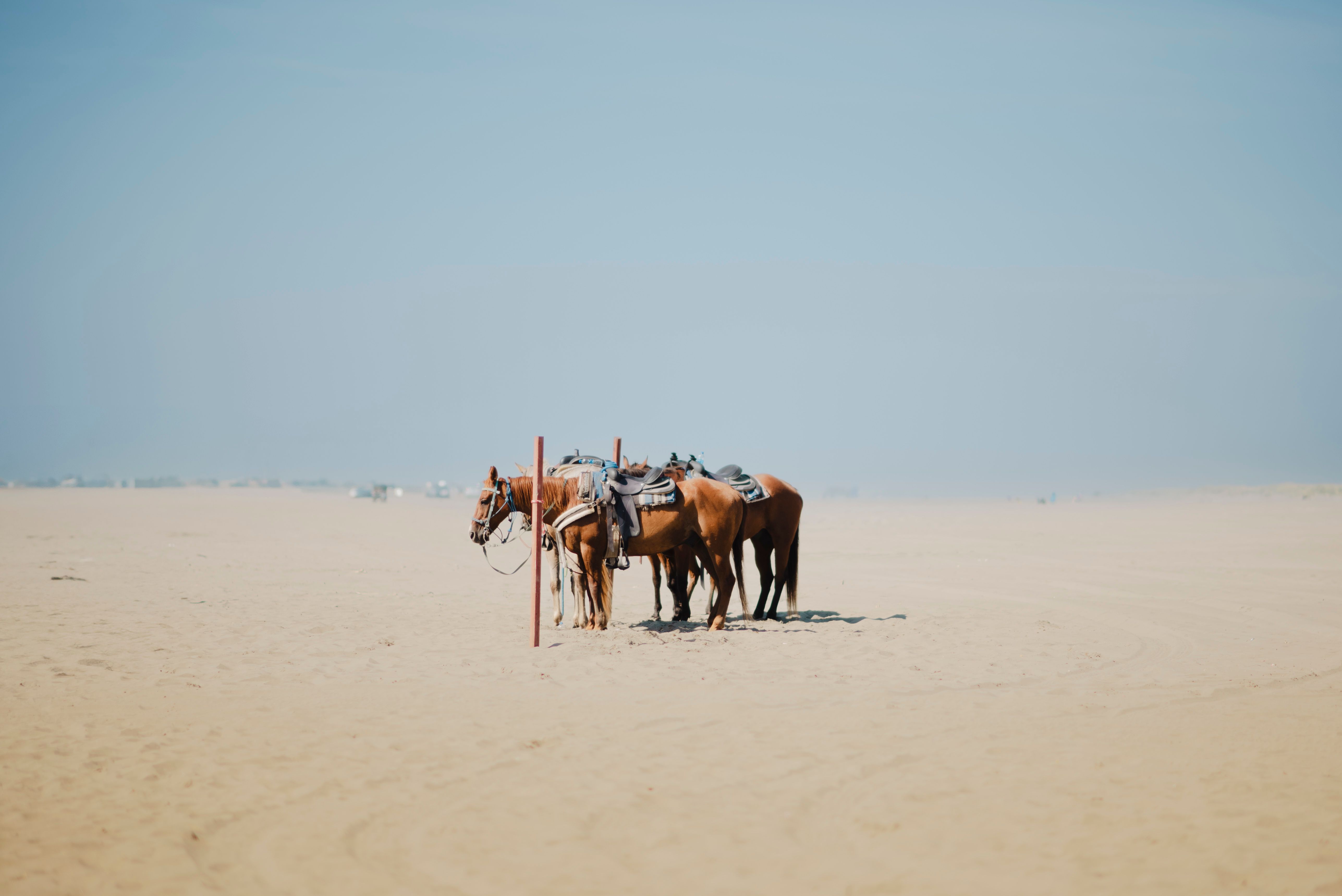 Saddled horses standing together in the desert