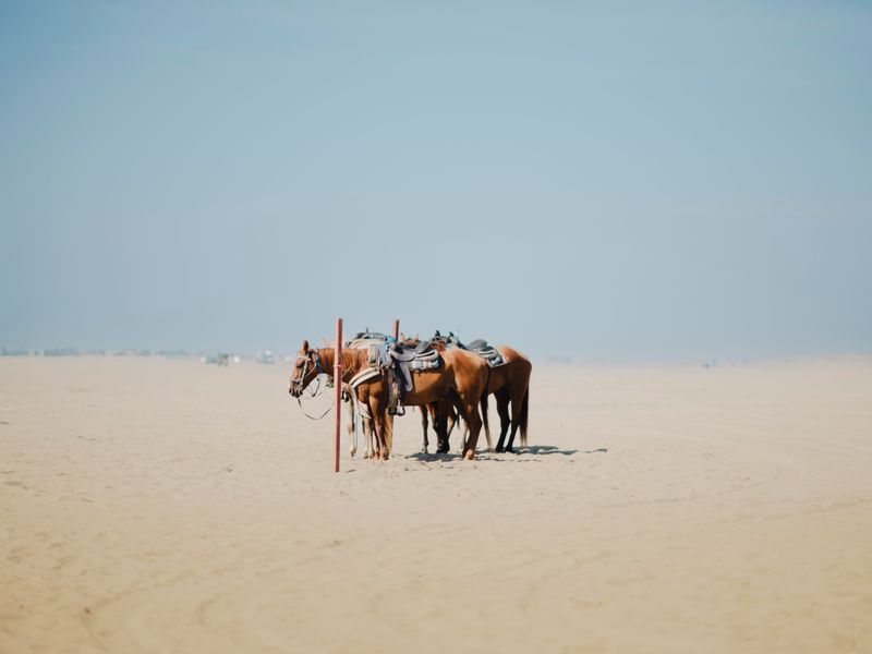 Saddled horses standing together in the desert