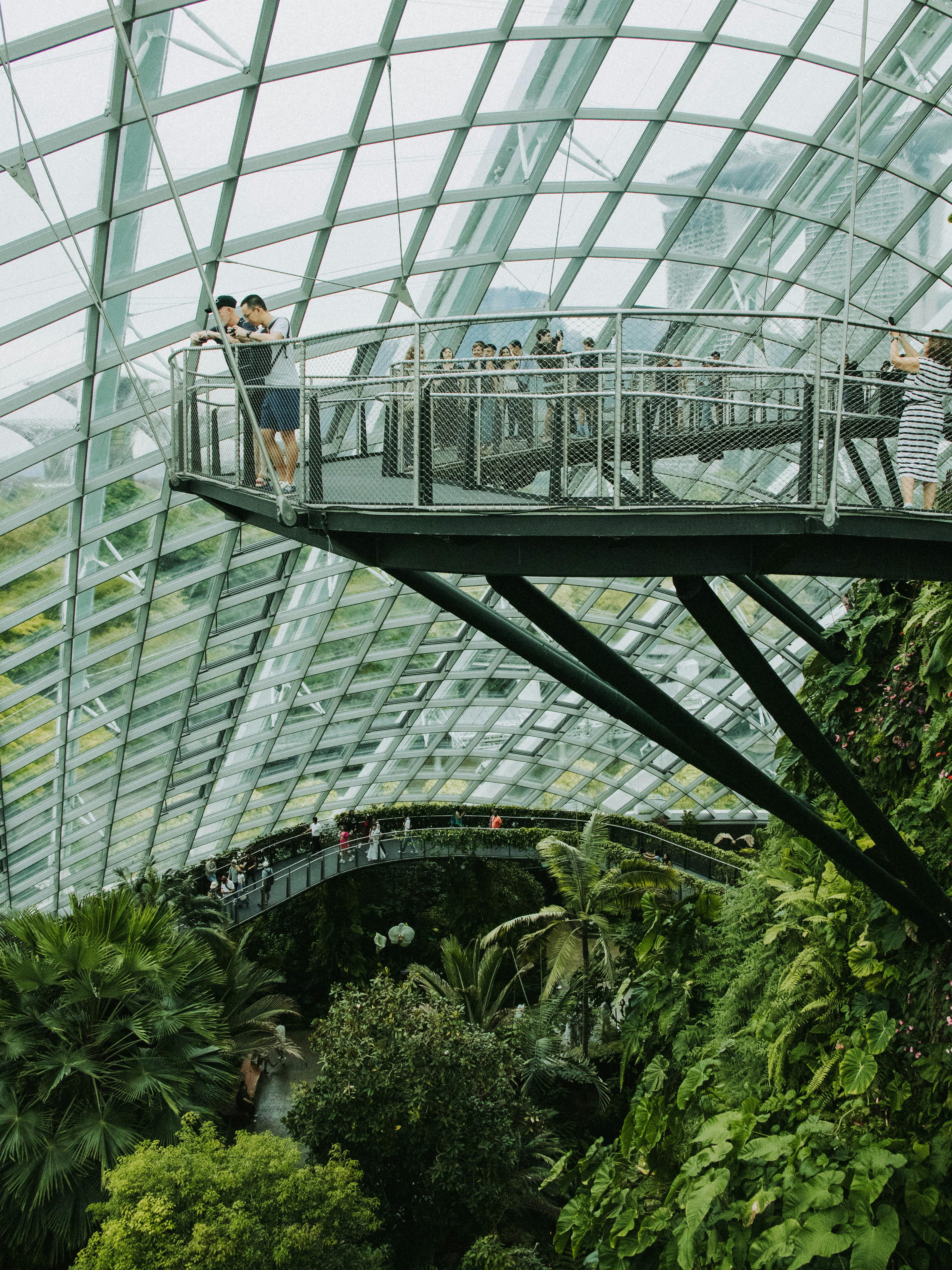 Inside view of the Cloud Forest conservatory in Singapore, showcasing lush greenery.